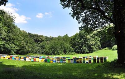 Fruska Gora Hives