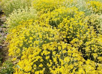 Immortelle Cultivation